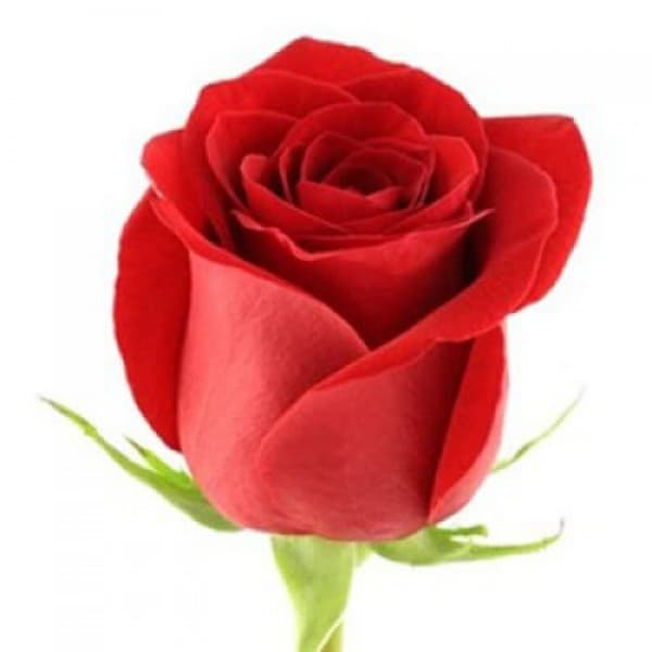 Букет из 51 красно-белых роз фото 3