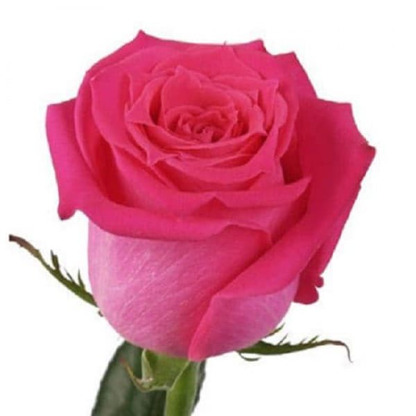 Букет из 75 розовых роз фото 2