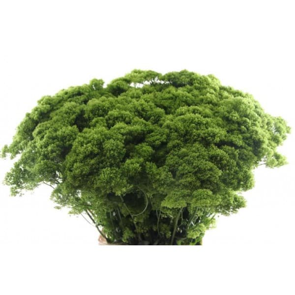 Трахелиум фото 1