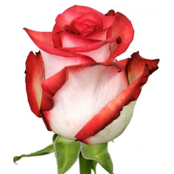 Описание сорт розы блаш фото описание