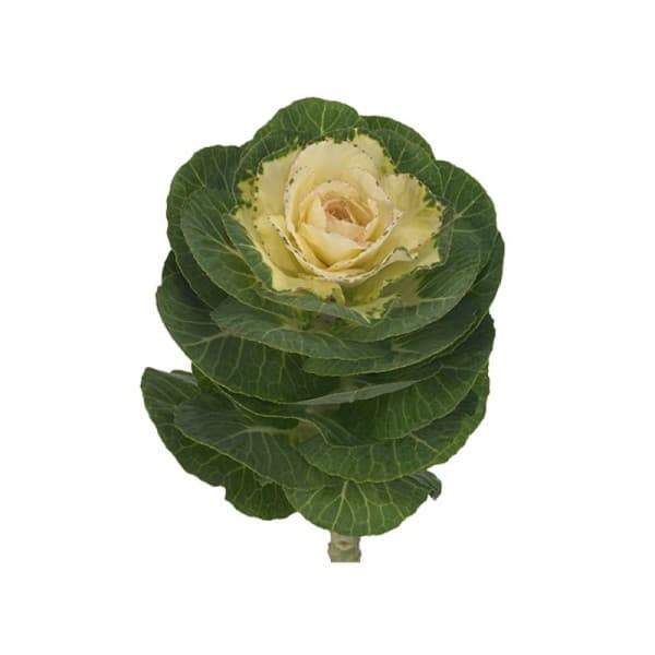 Брассика Белая фото