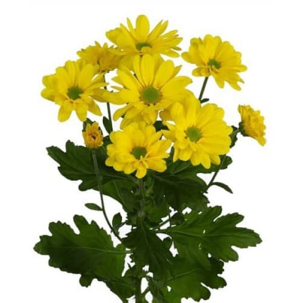 Хризантема кустовая Бакарди желтая фото