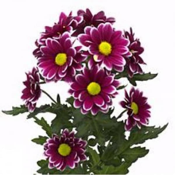 Хризантема кустовая Тимон фото