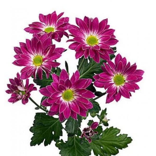 Хризантема кустовая Тошка фото