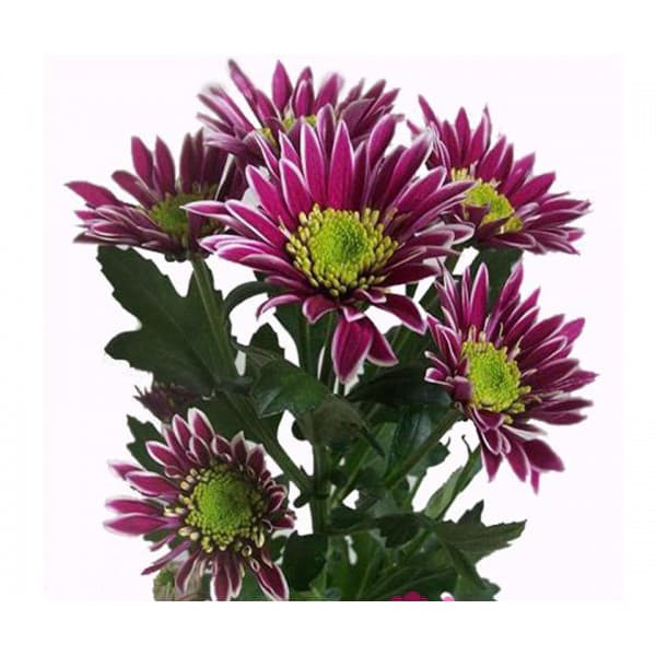 Хризантема кустовая Саба фото