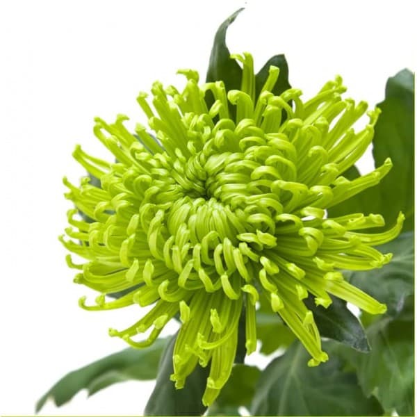 Хризантема одноголовая Шамрок фото