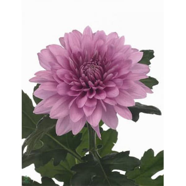 Хризантема одноголовая Резюме фото