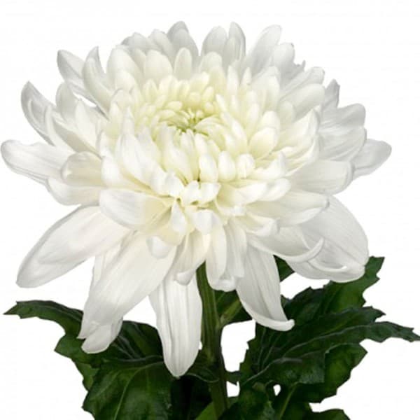 Хризантема одноголовая Антонов фото