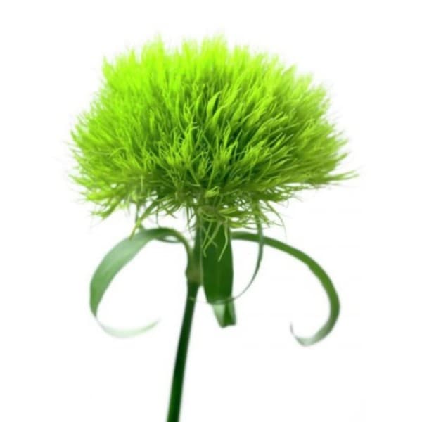 гвоздика Грин Трик фото