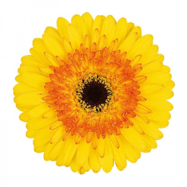 Гербера Желтая фото