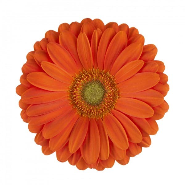 Гербера Оранжевая фото