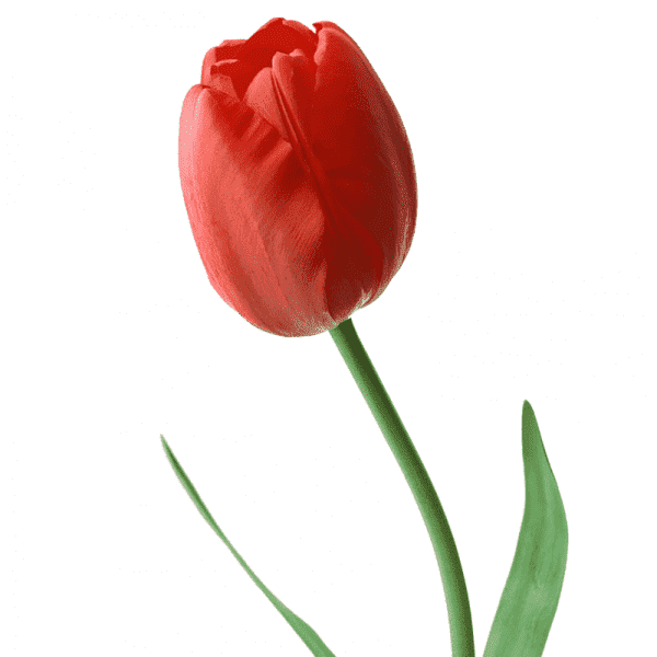 тюльпан Красный фото