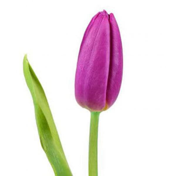 тюльпан Сиреневый фото