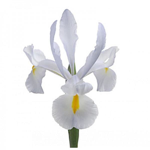 ирис Белый фото