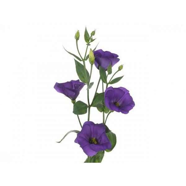 эустома Сиреневая фото 1