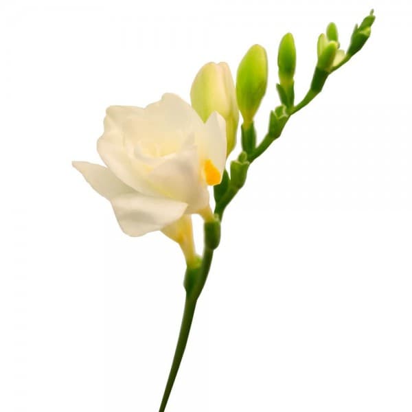 фрезия Белая фото