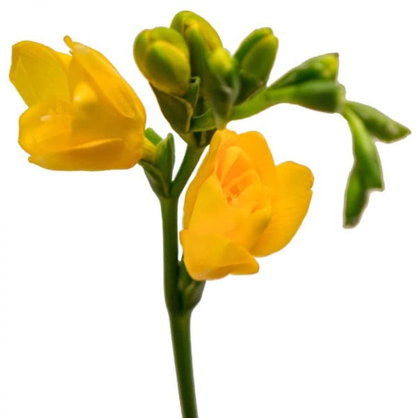 фрезия Желтая фото