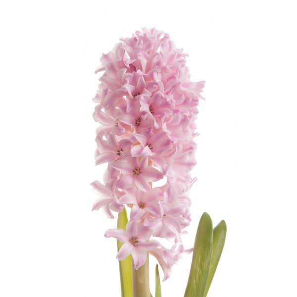 гиацинт Розовый фото