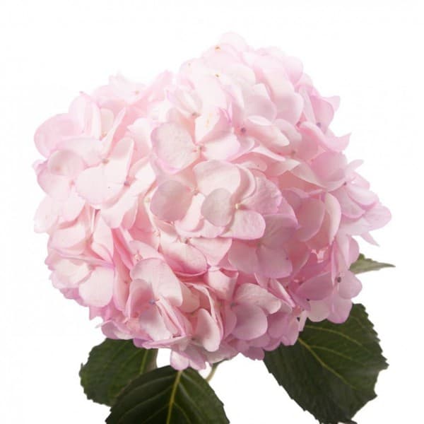 гидрангея Розовая фото