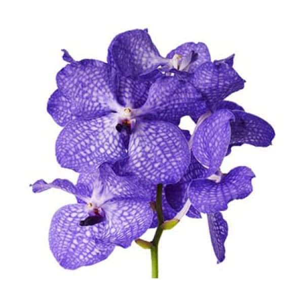 орхидея Ванда фото