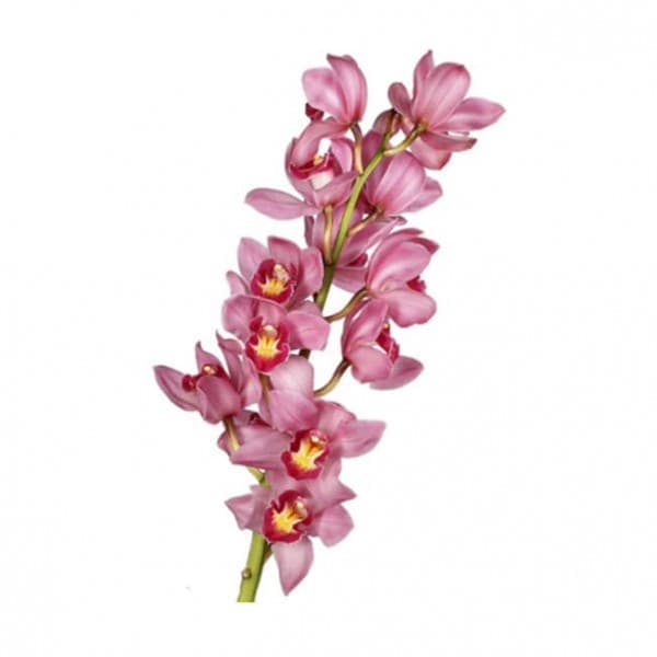 Орхидея Цимбидиум Розовый фото