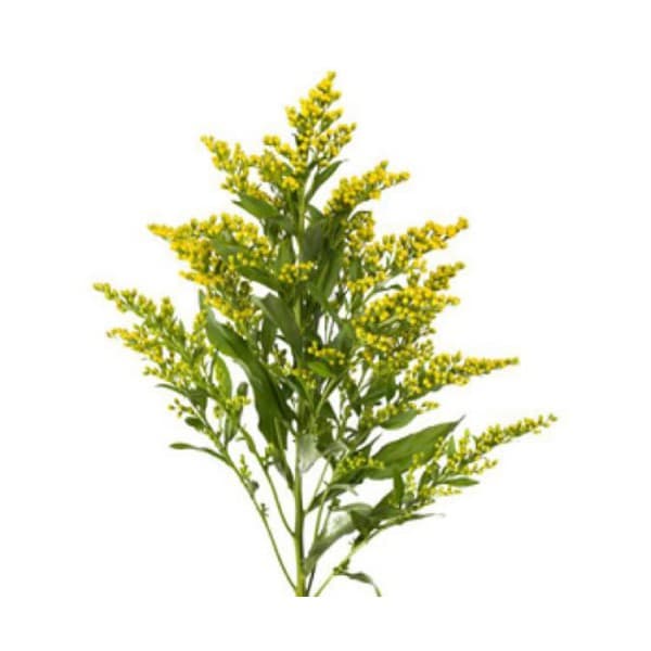 Солидага фото