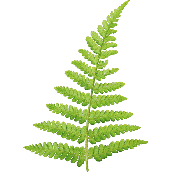 Папоротник фото