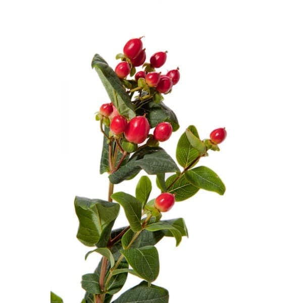 Гиперикум фото