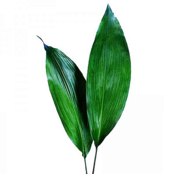 Аспидистра фото