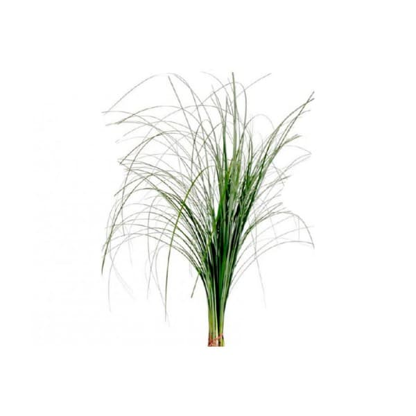 Берграс фото