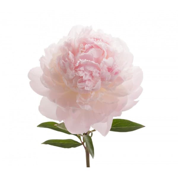 Пион Нежно Розовый фото