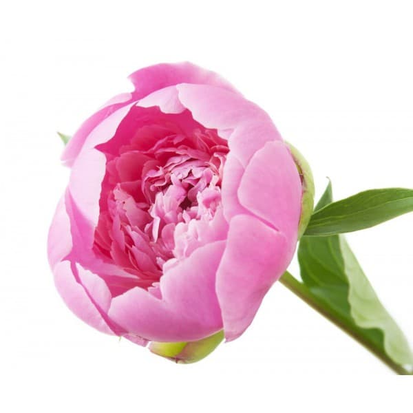 Пион Розовый фото