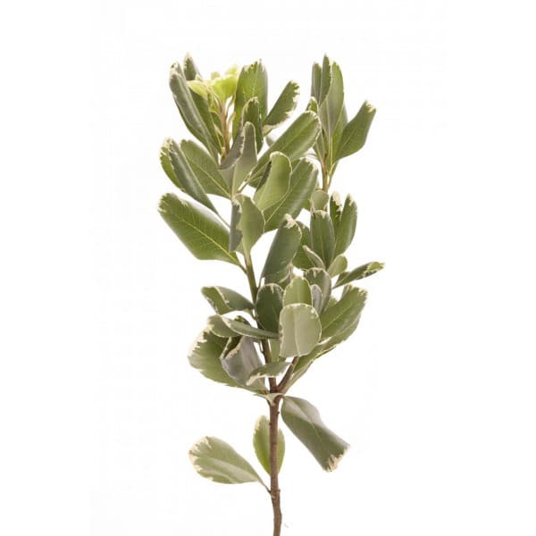 Питтоспорум фото