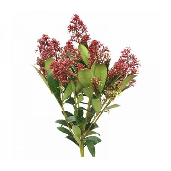 Скиммия фото