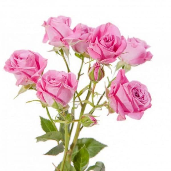 Роза кустовая розовая фото