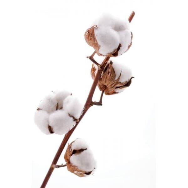 Хлопок фото