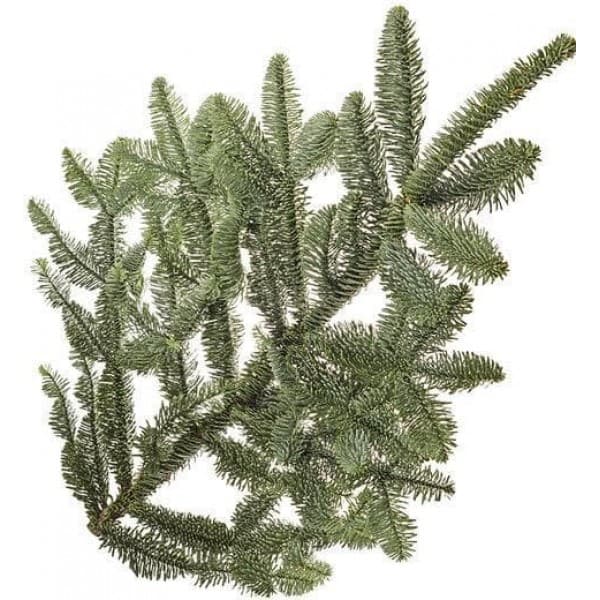 Нобилис фото