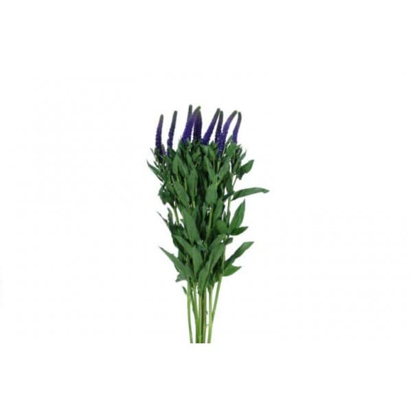 Вероника фото