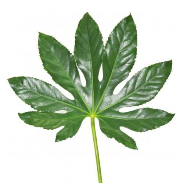 Аралия фото