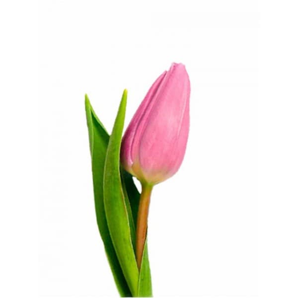 тюльпан Розовый фото