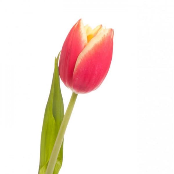 тюльпан Розово-белый фото