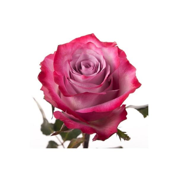 роза Дип Перпл 50 см фото