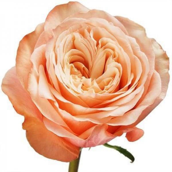 роза Кахала 50 см фото