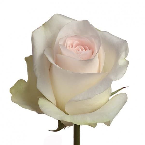 роза Сеньорита 50 см фото