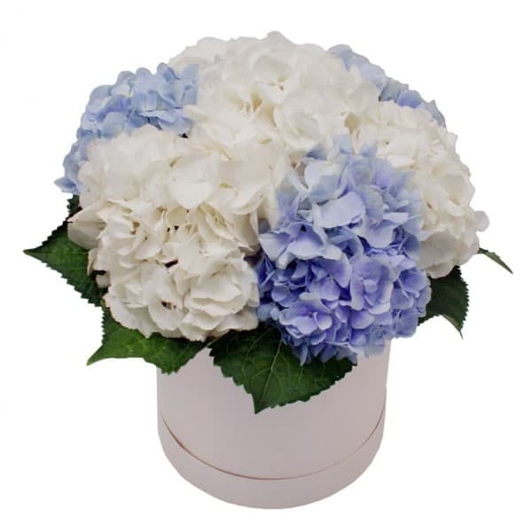 Шляпная коробочка из 7 гидрангей фото