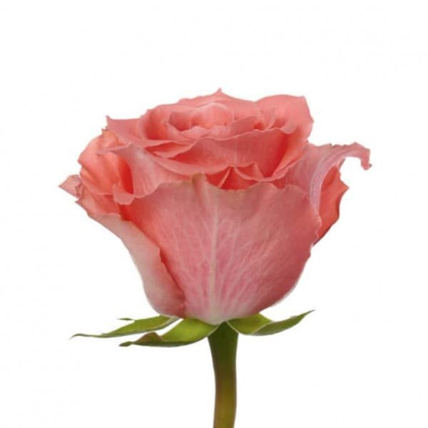 роза Амстердам 50 см фото