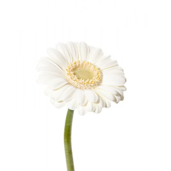 Гербера МИНИ белая фото