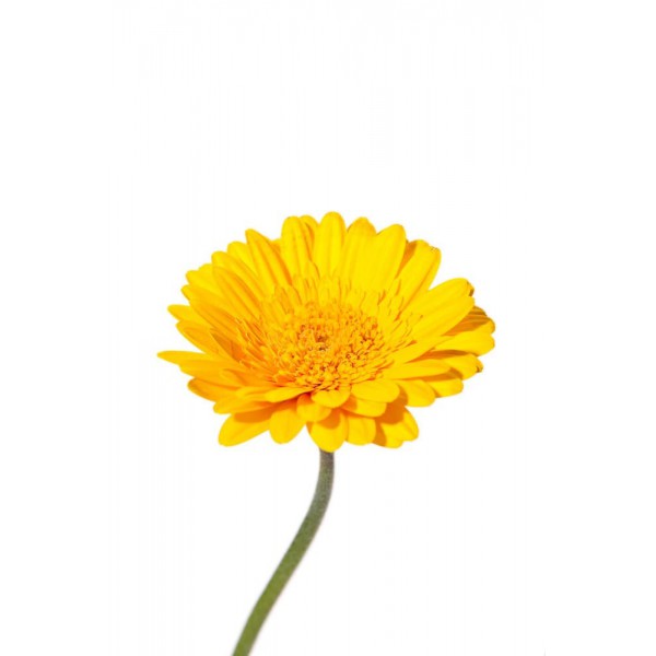 Гербера МИНИ желтая фото