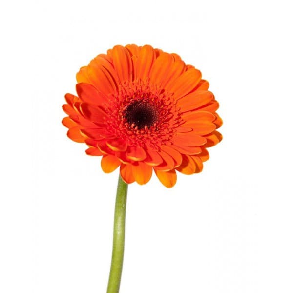 Гербера МИНИ оранжевая фото