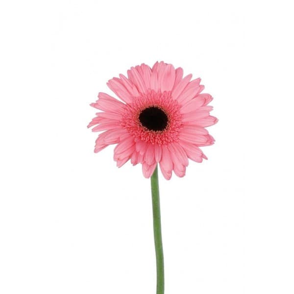 Гербера МИНИ розовая фото